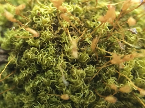 Dicranoweisia cirrata