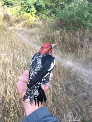 Sphyrapicus ruber × nuchalis