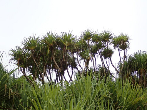 Pandanus concretus observed 2024-03-28