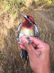 Sphyrapicus ruber × nuchalis