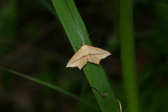 Timandra convectaria
