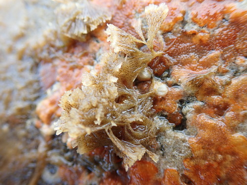 Bugulidae