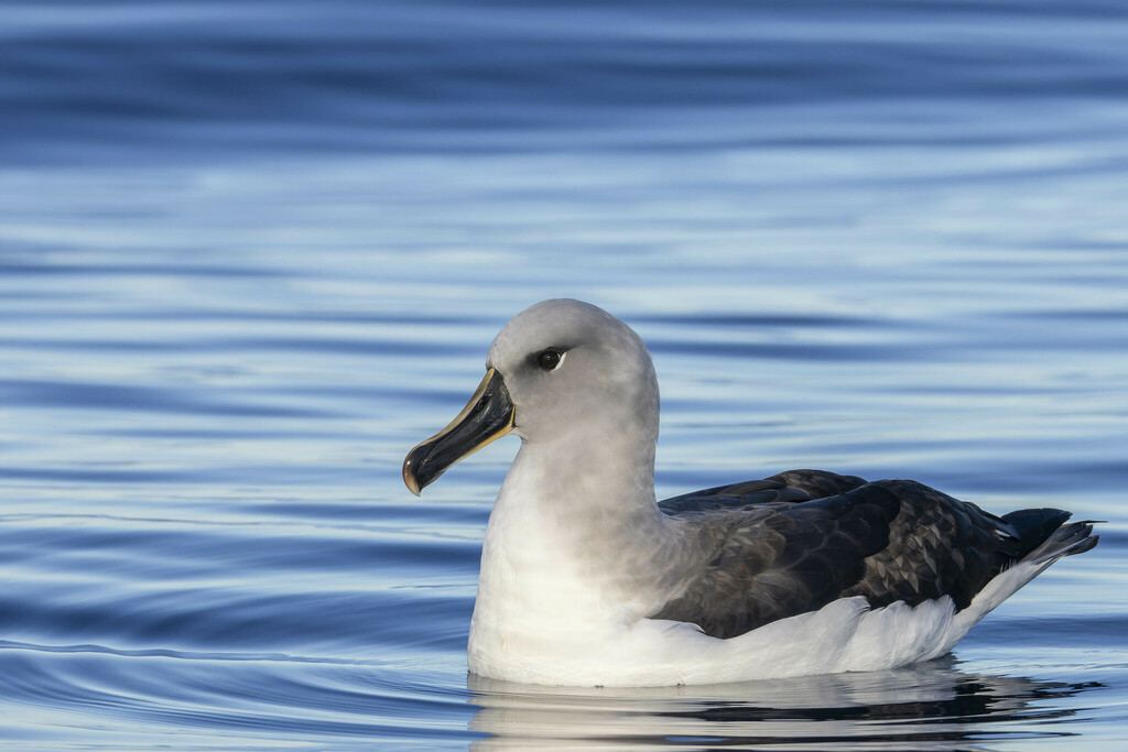 Grey-Headed Albatross