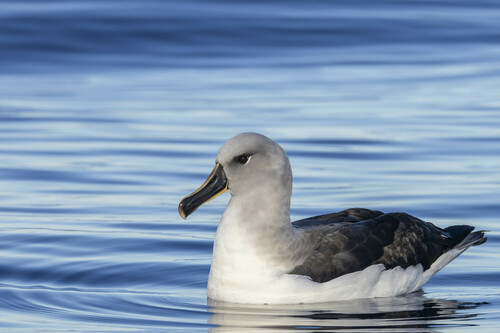 Gray-headed Albatross