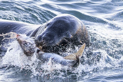 New Zealand Sea Lion, Aramoana 9082, New Zealand, photo 9 of 10