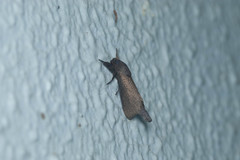 Phragmataecia fusca