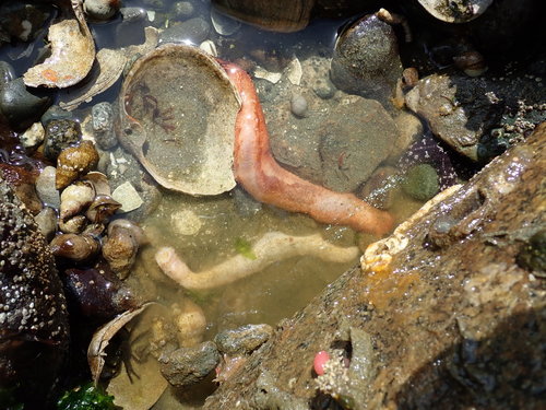Dendrochirotida