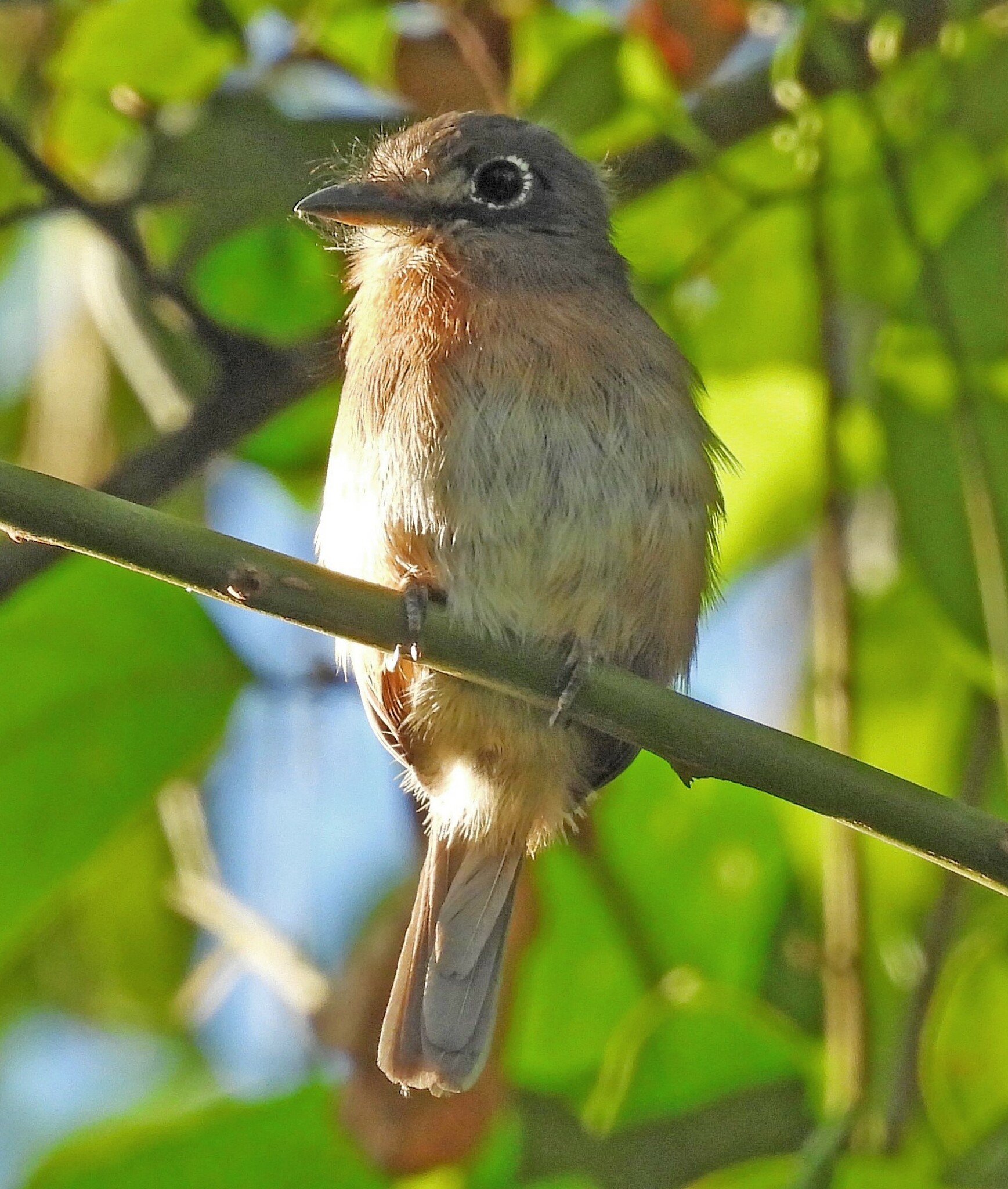 Rusty-breasted Nunlet (Nonnula rubecula), photo 8