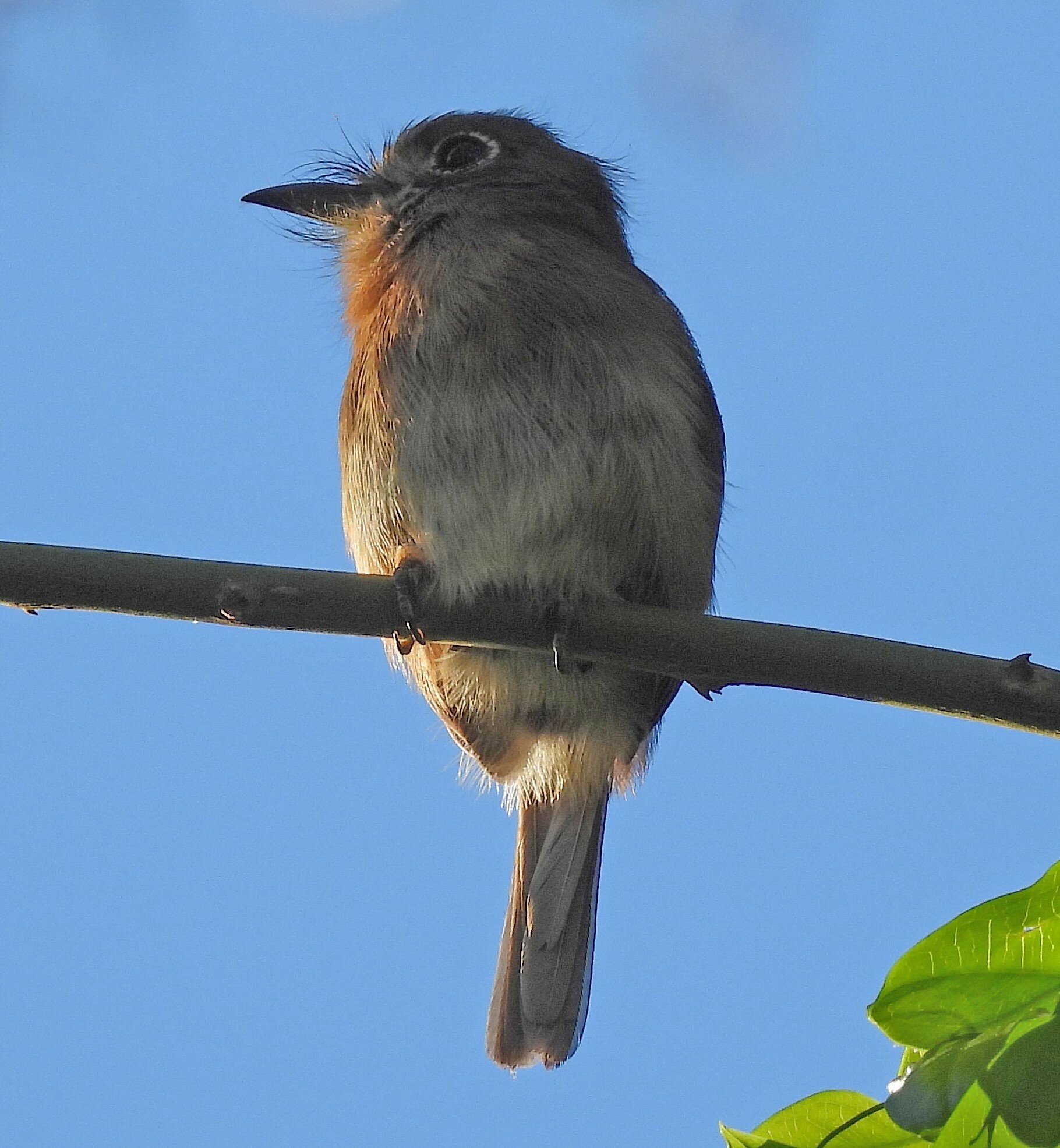 Rusty-breasted Nunlet (Nonnula rubecula), photo 9