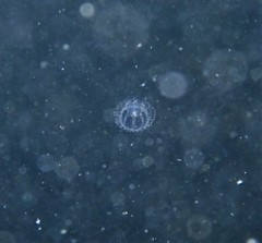 Melicertum octocostatum