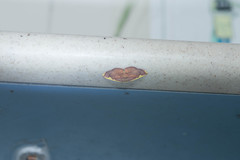 Nothomiza flavicosta