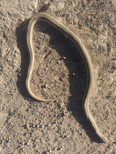 Big Bend Patch-nosed Snake