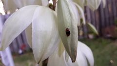 Caplothorax melanopterus