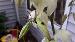 Caplothorax melanopterus