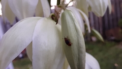 Caplothorax melanopterus