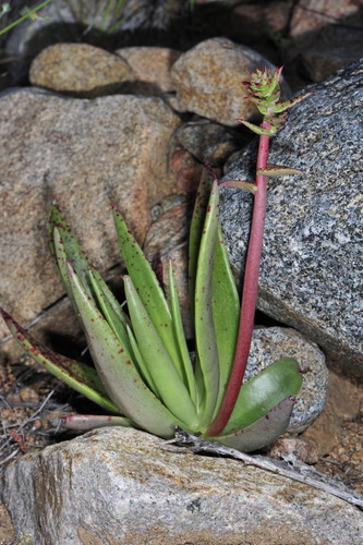 Image of Dudleya ingens by (c) Alan Rockefeller, some rights reserved (CC BY)
