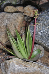 Dudleya ingens