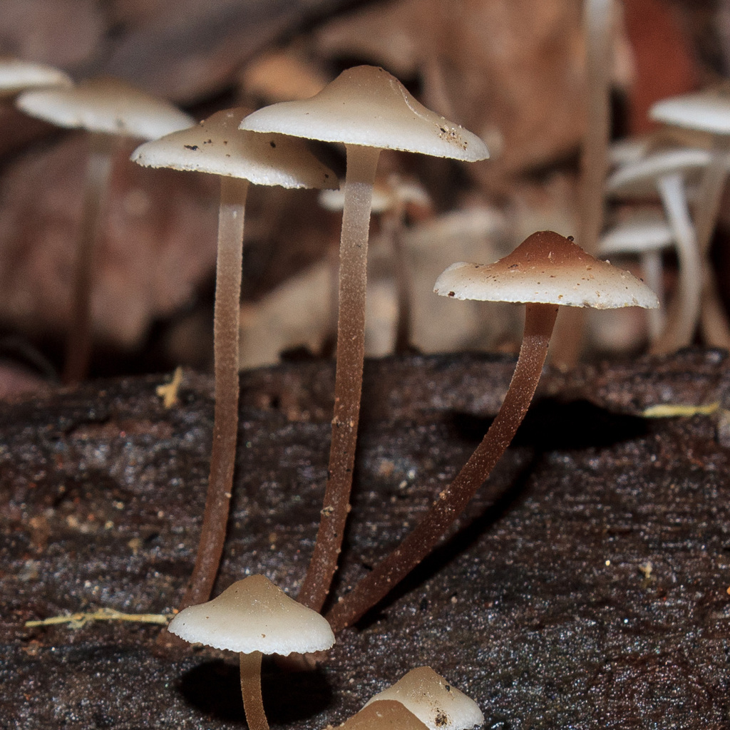 Favolaschia manipularis · May 2024 · photo: © elkinjmf (iNaturalist, cc-by)