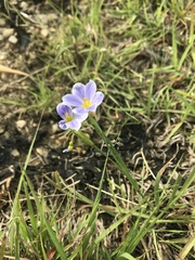 Sisyrinchium pruinosum