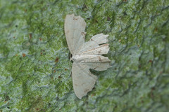 Dysaethria flavistriga