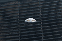 Problepsis eucircota