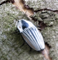 Chalcolepidius erythroloma