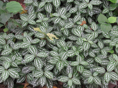 Pilea cadierei
