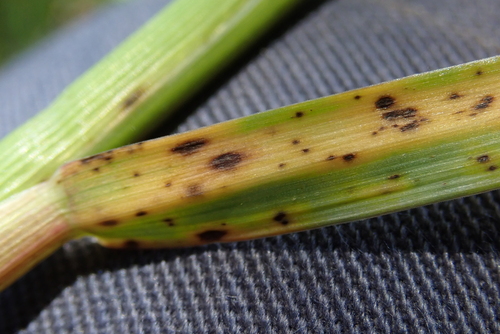 Mastigosporium muticum