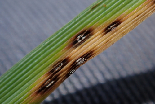 Mastigosporium muticum