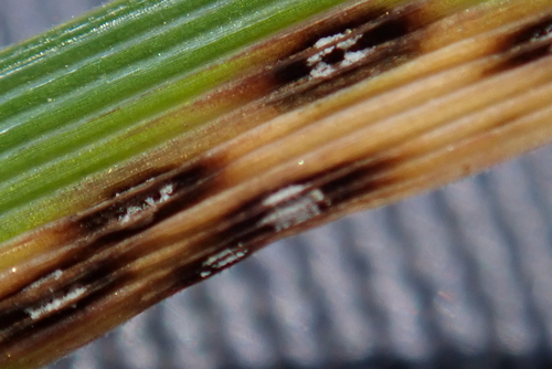 Mastigosporium muticum