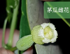 Solena amplexicaulis