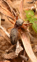 Tutelina