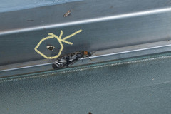 Pseudoblabes oophora