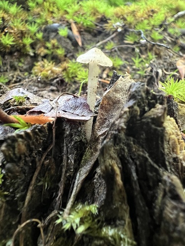 Beech Rooter (Oudemansiella furfuracea)