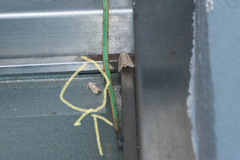 Cyana interrogationis