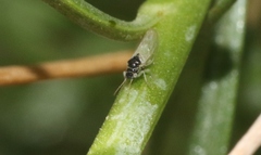 Craspedolepta gutierreziae