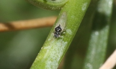 Craspedolepta gutierreziae