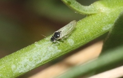 Craspedolepta gutierreziae