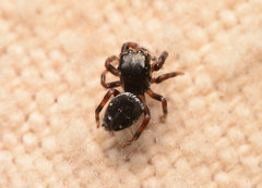 Phidippus clarus