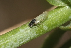 Craspedolepta gutierreziae