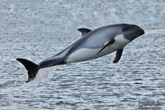 Peale's Dolphin photo 4
