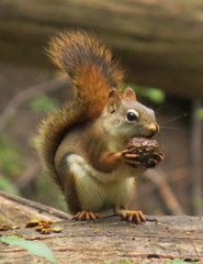 Tamiasciurus hudsonicus