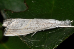 Haimbachia squamulellus