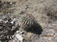 Ferocactus recurvus recurvus