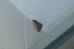 Bastilla absentimacula