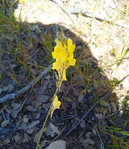 Image of Lesser Butter-And-Eggs (Linaria multicaulis) by no rights reserved