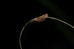 Nothomiza flavicosta