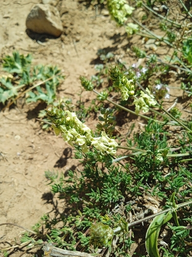 Sideritis incana, photograph 3