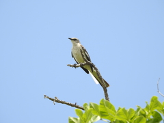 Mimus polyglottos image