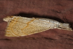 Haimbachia placidellus
